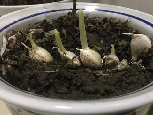 圖片 6.png 圖片 6.png